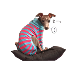 Italian greyhound life