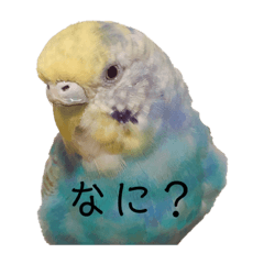 puku_20190918234213