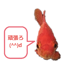 Goldfish_20190919004330