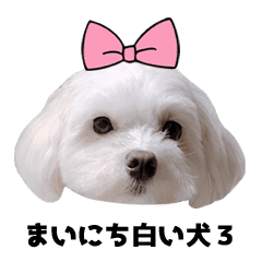 毎日白い犬3 Line スタンプ Line Store 毎日白い犬3 Line スタンプ Line Store