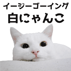 easygoing Shiro Nyanko