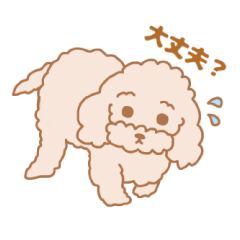 Everyday cute toy poodle