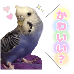 A stamp for parakeet lovers.