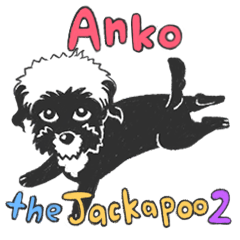 Anko the Jacapoo 2