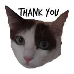 Cat is cute very much