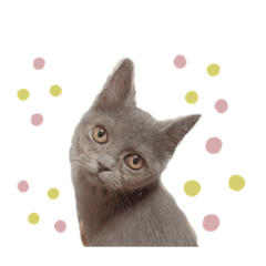 yama_20190920002946