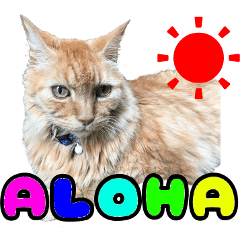 Hawaiian cat KIRI-chan