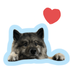 病院犬キーちゃんのスタンプ