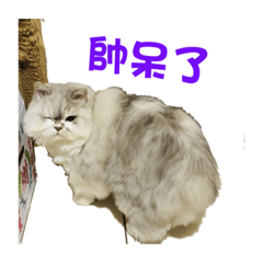 幸福丫喵