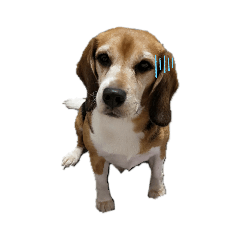 Beagle Eli