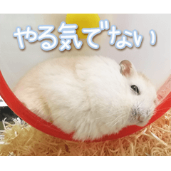 Hamster -Hachimitsu & Daifuku- Photo