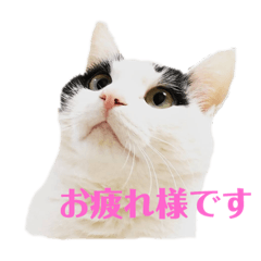 tara_myaaaaa