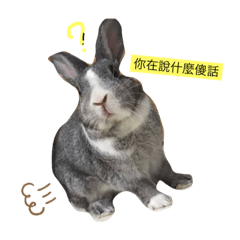 貓仔&兔仔
