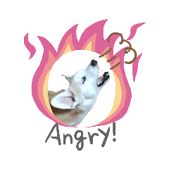 我的愛犬 happy part2