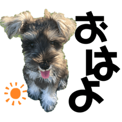 miniature schnauzer...