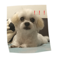 饅頭的可愛日常