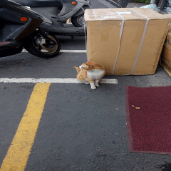 Roadside cat