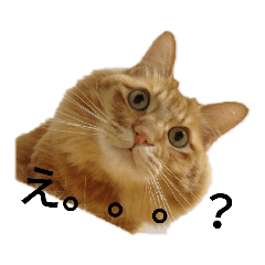cat called kiki
