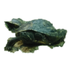 Ikan penyu katak ubur terumbu karang