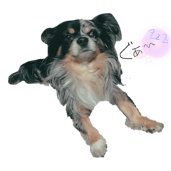 DOG_20190921214042