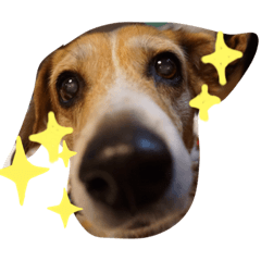 Corgi&Beagle mix dog