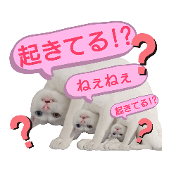 omochi_20190921225314