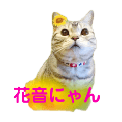 kanonnyan