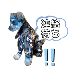 Wanpaku  Puppy_20190921215254