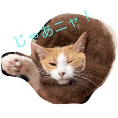 ume_cat