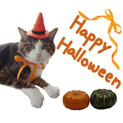 Halloween cat photo sticker
