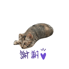 嗨起乃