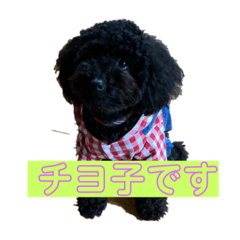 chiyo_20190922160015