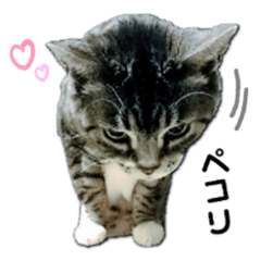 Cute cat's "Daikichi" stickers Ver. 2