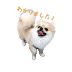 ポメラニアンのメルちゃん Lineクリエイターズスタンプ Stamplist ポメラニアンのメルちゃん Lineクリエイターズスタンプ Stamplist