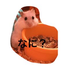 hamumotch