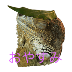 iguana by Tommy
