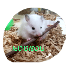 kinako_20190923104537