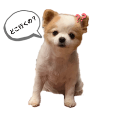 omame_20190923114234