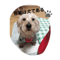 吾輩は犬であった！