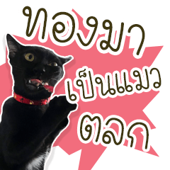 Thongma Cat