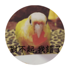 鳥兒日常