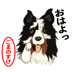 Sheltie carefreegomanosuke