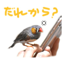 キンカチョウのチャポ一家