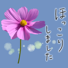 Hand-written words with cosmos flowers