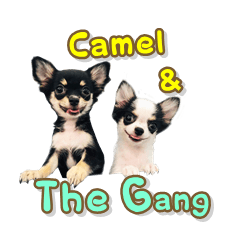 Camel & The Gang