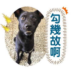 雨都毛孩們
