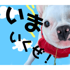 himesutadayo