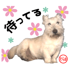 Sora's loose everyday