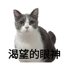 me的表情包