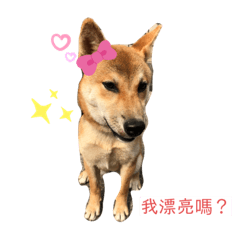 柴犬鳳梨